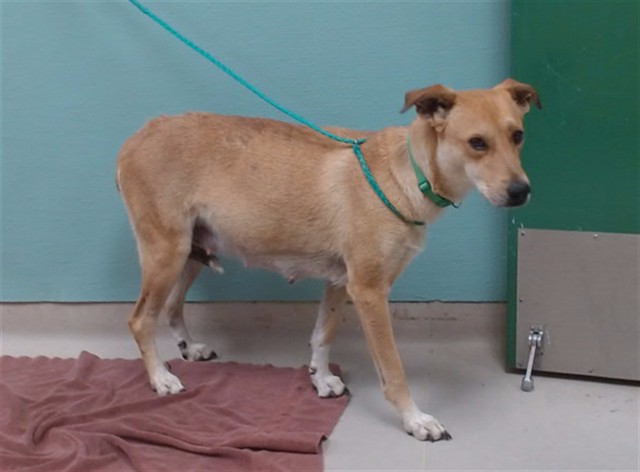 Adoptable Dog