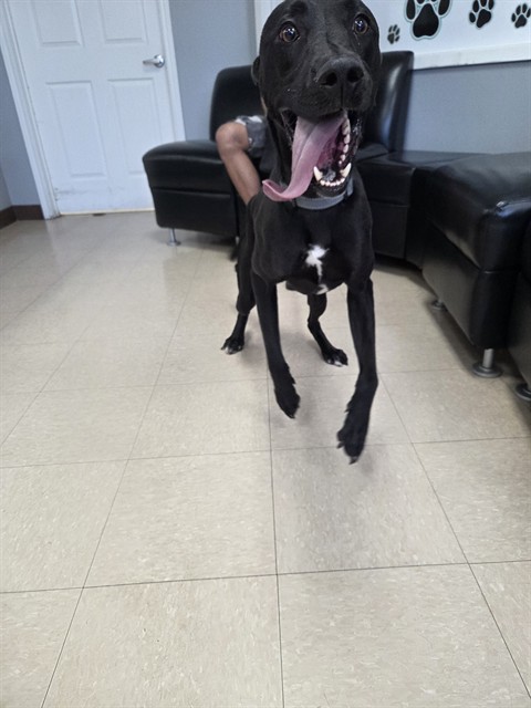 Zeus