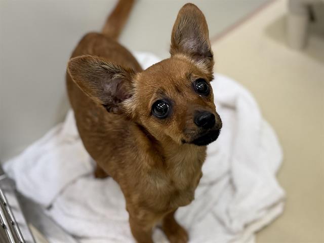 Adoptable Dog