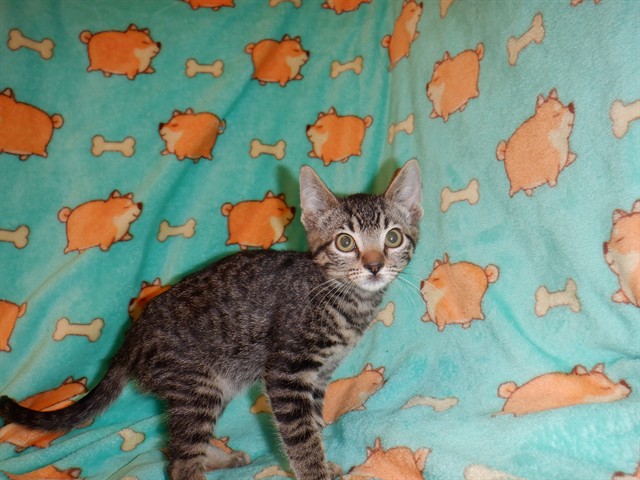Adoptable Cat