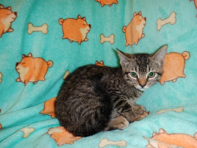 Adoptable Cat