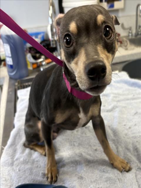 Adoptable Dog