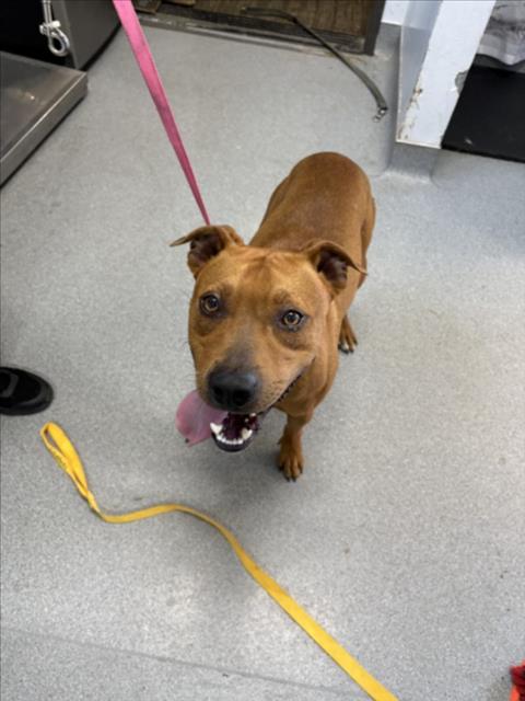 Adoptable Dog