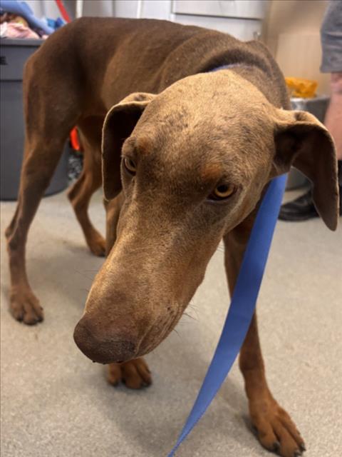 Adoptable Dog