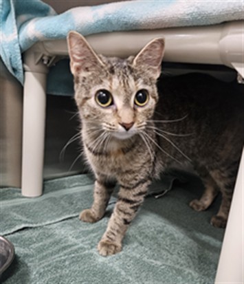*Kiska