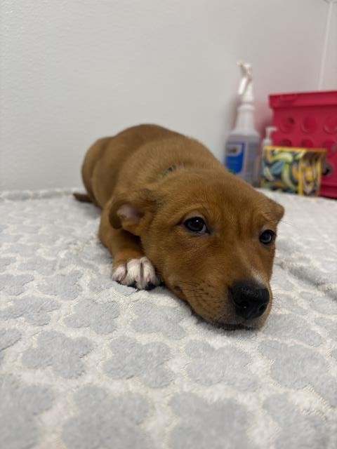 Matilda