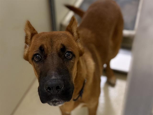 Scooby