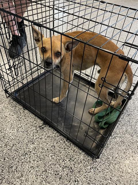 Adoptable Dog