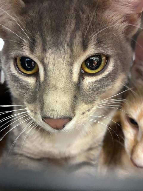 Adoptable Cat