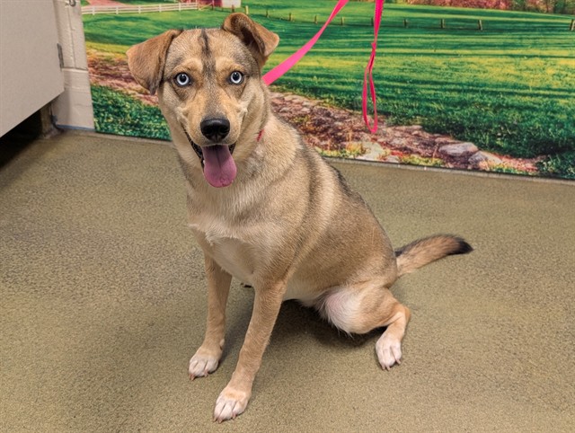 Adoptable Dog