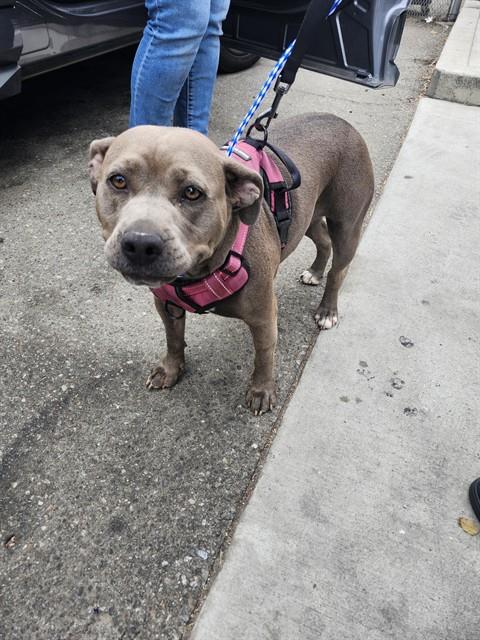 Adoptable Dog