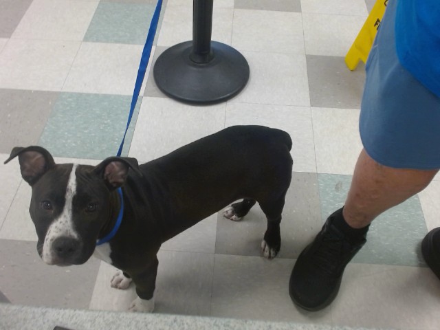 Adoptable Dog