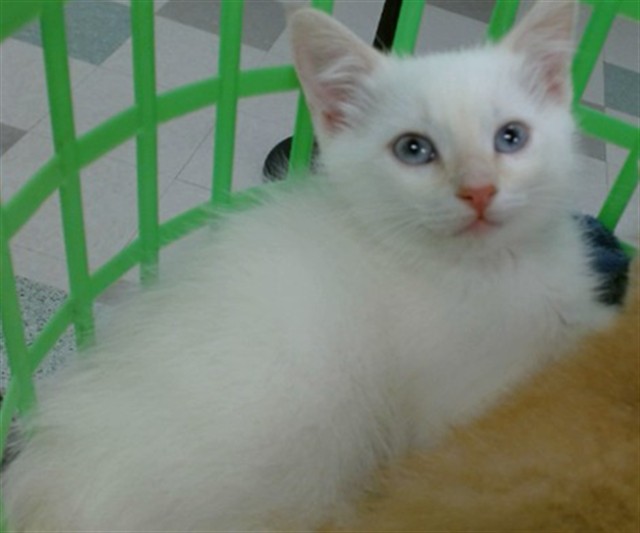 Snowball