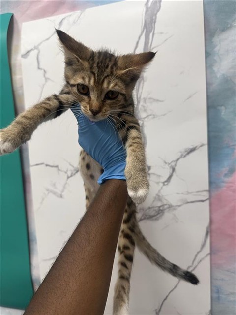 *Indigo