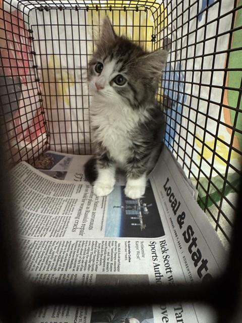 Adoptable Cat