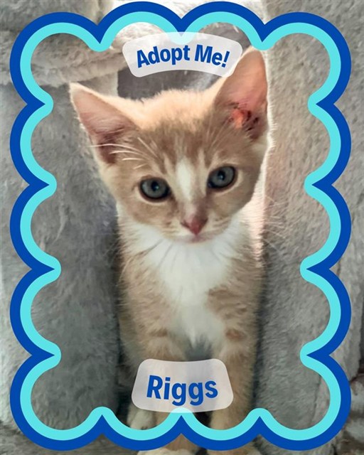 Riggs
