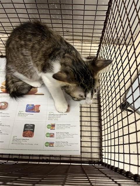 Adoptable Cat