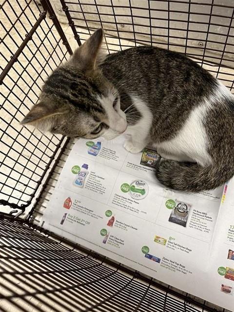 Adoptable Cat
