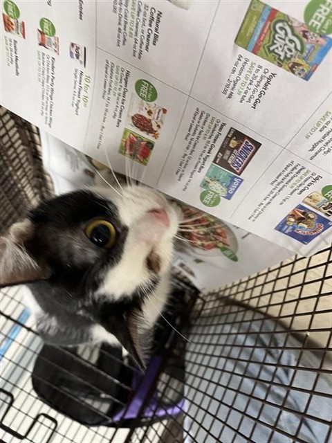 Adoptable Cat