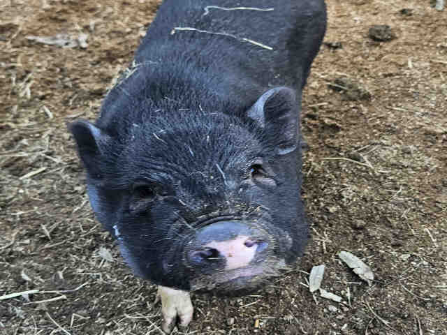 Bubba