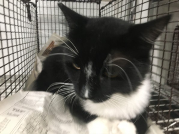 Adoptable Cat