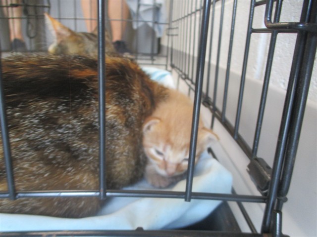 Adoptable Cat