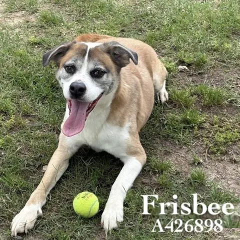 Frisbee