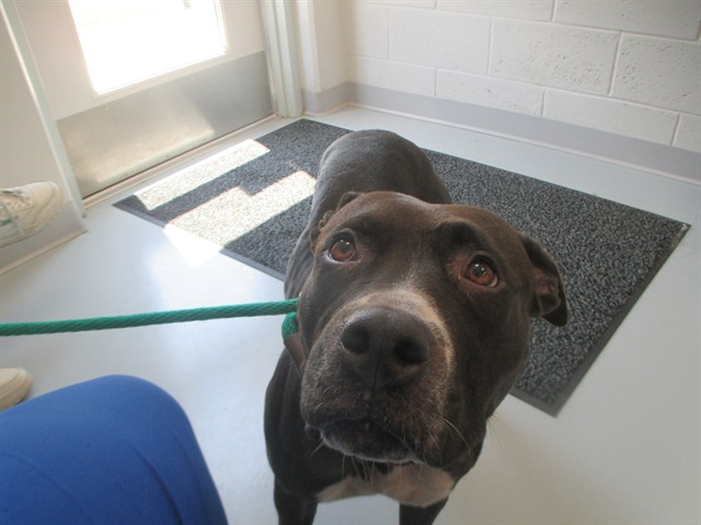 Adoptable Dog