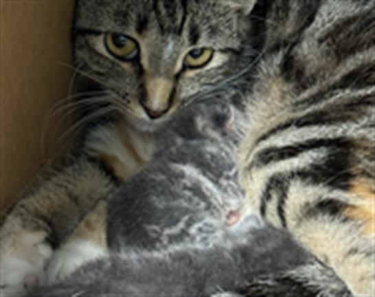 Adoptable Cat