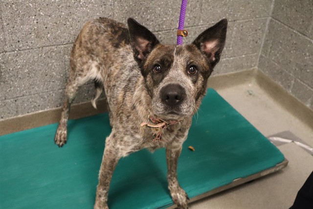 Adoptable Dog