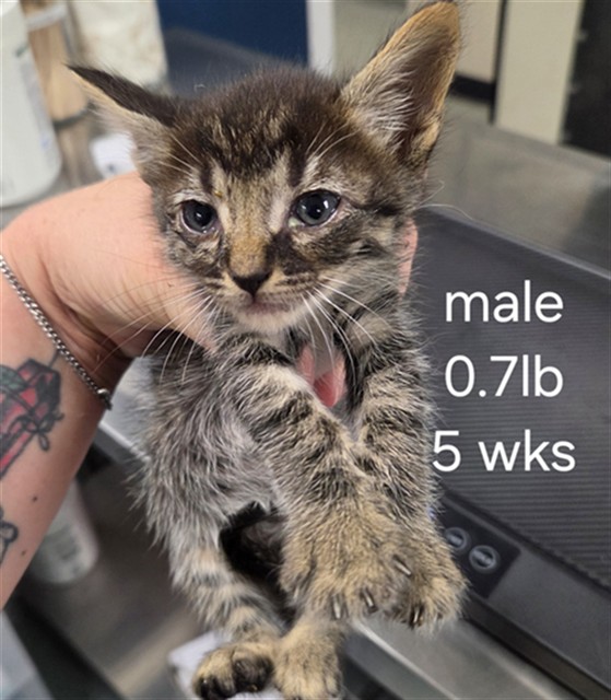 Adoptable Cat