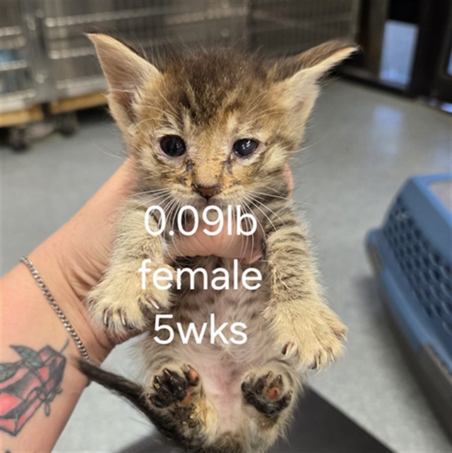 Adoptable Cat