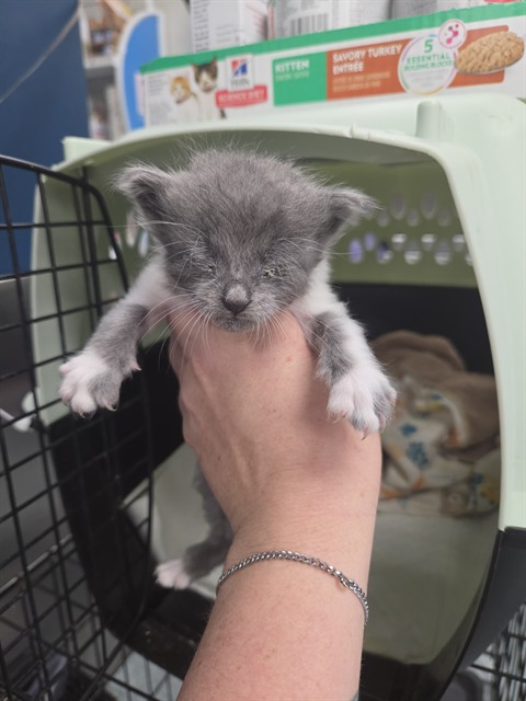 Adoptable Cat