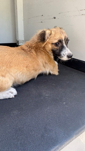 Adoptable Dog