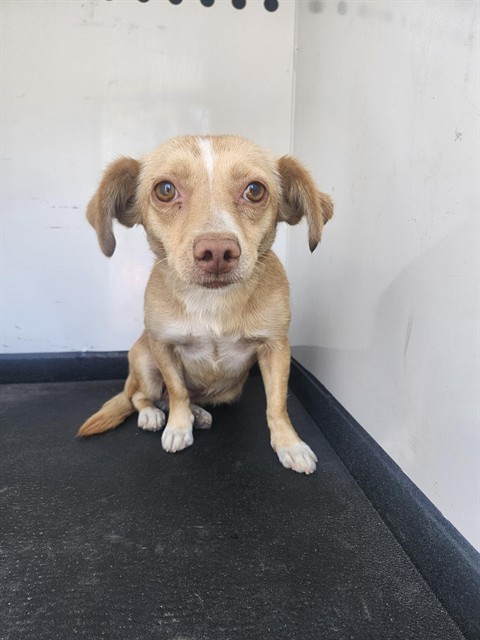 Adoptable Dog