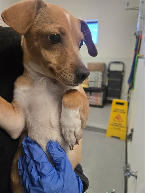 Adoptable Dog