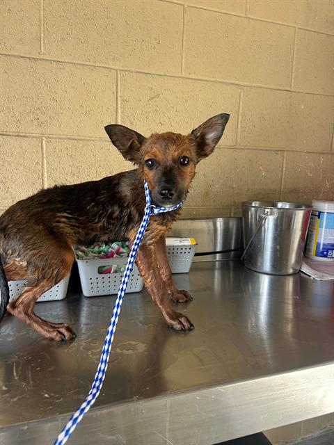 Adoptable Dog