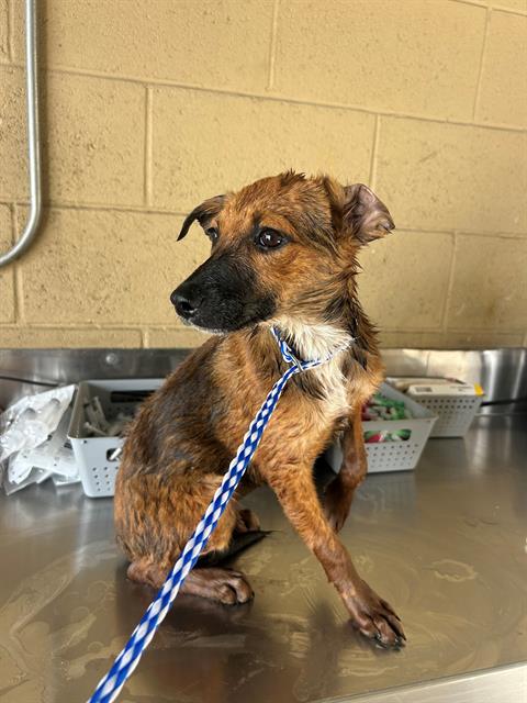 Adoptable Dog