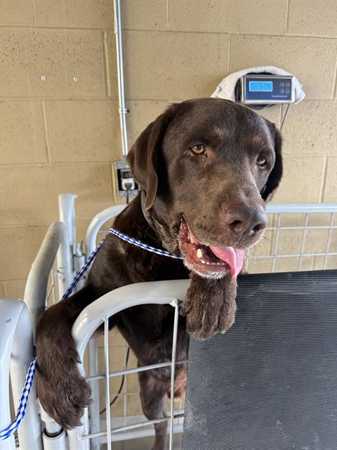 Adoptable Dog