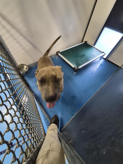 Adoptable Dog