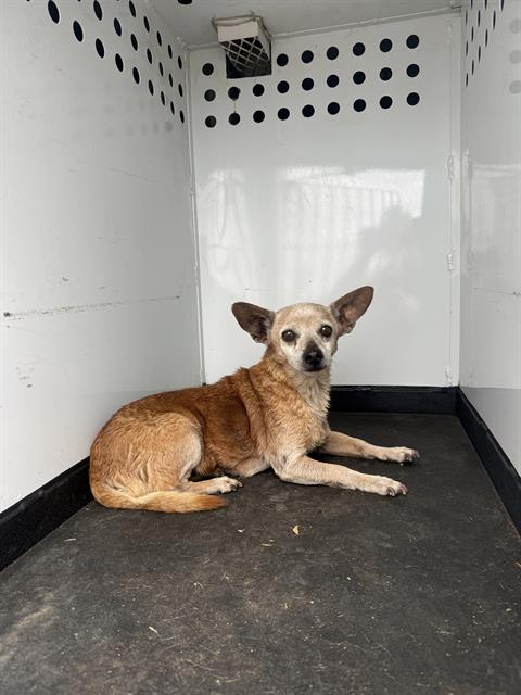 Adoptable Dog