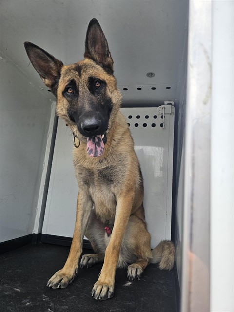 Adoptable Dog