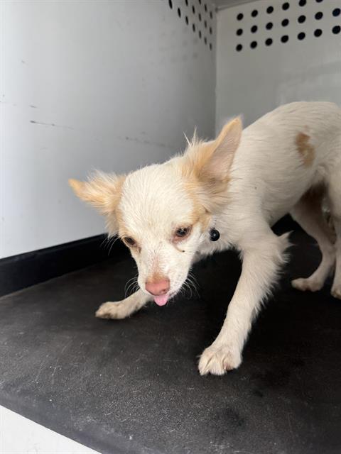 Adoptable Dog