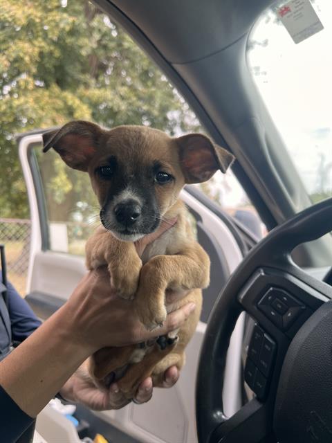 Adoptable Dog