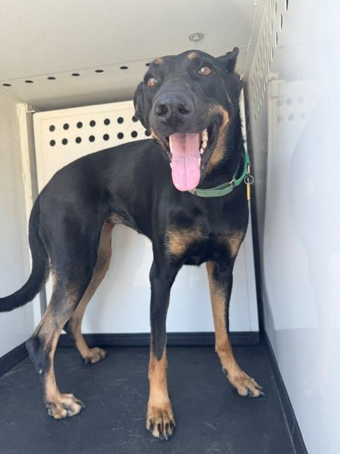 Adoptable Dog