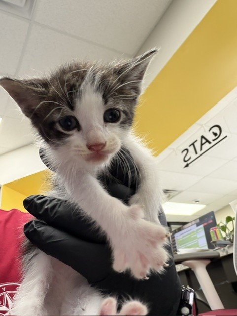 Adoptable Cat