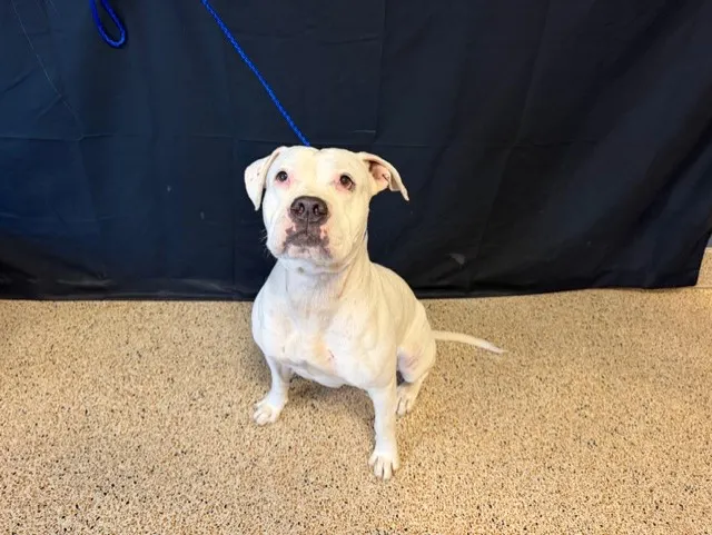 Paloma