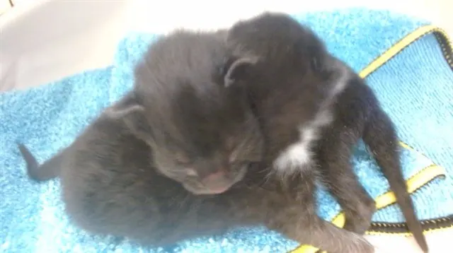 Ori
