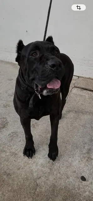 Xena