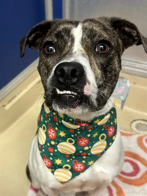 Jester